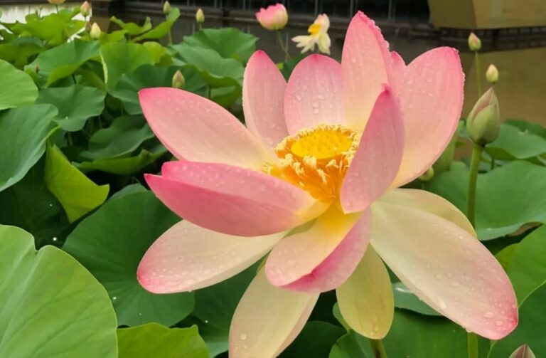 fiore di loto